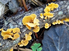 Favolaschia calocera
