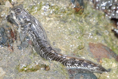 Alticus simplicirrus