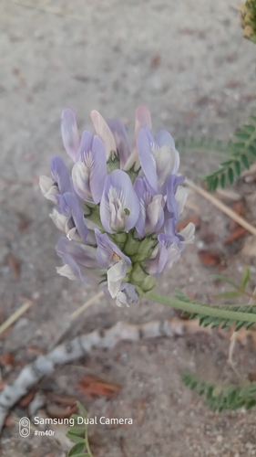 Image of Astragalus tibetanus by (c) Михаил Орлов, some rights reserved (CC BY)