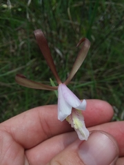 Cleistesiopsis oricamporum