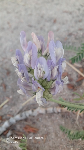 Image of Astragalus tibetanus by (c) Михаил Орлов, some rights reserved (CC BY)