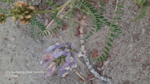 Image of Tibet Milkvetch (Astragalus tibetanus) by (c) Михаил Орлов, some rights reserved (CC BY)