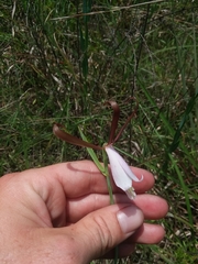 Cleistesiopsis oricamporum