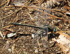 Arigomphus cornutus