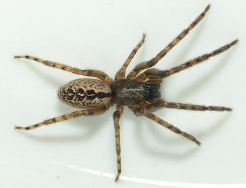 Segestria bavarica