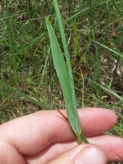 Cleistesiopsis oricamporum