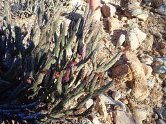 Cylindropuntia tesajo