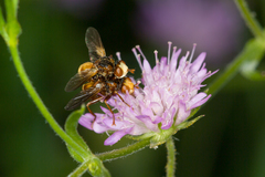 Myopa dorsalis