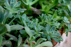 Echeveria elegans