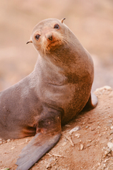 Arctocephalus townsendi