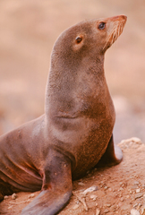 Arctocephalus townsendi