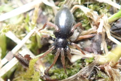 Trachyzelotes pedestris