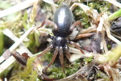 Trachyzelotes pedestris