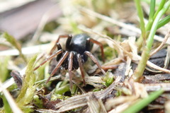 Trachyzelotes pedestris