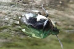 Tritomegas sexmaculatus