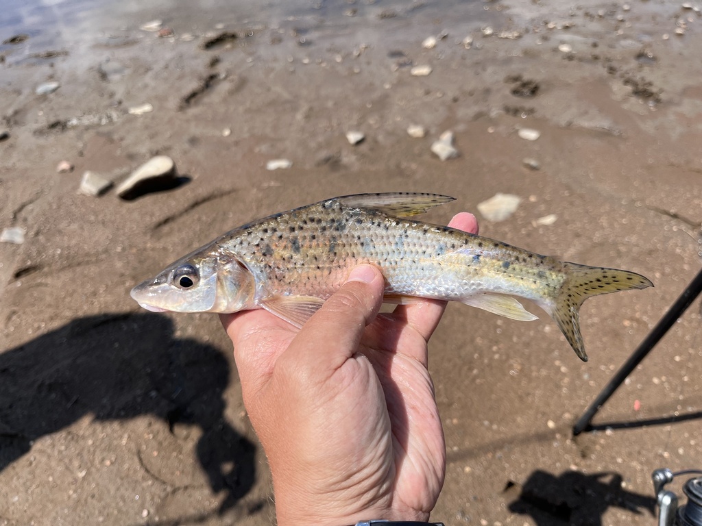Spotted Barbel