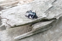 Tritomegas sexmaculatus