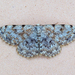 Scopula rufomixtaria - Photo (c) JUAN LOPEZ GARCIA, some rights reserved (CC BY-NC), uploaded by JUAN LOPEZ GARCIA