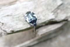 Tritomegas sexmaculatus