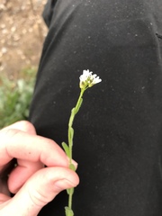 Arabis hirsuta