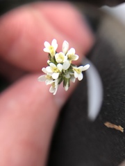 Arabis hirsuta