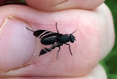 Tritoxa flexa