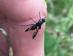 Tritoxa flexa