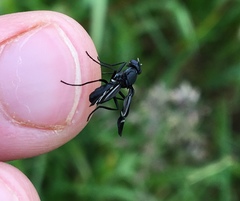 Tritoxa flexa