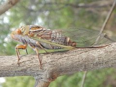 Macrotristria intersecta