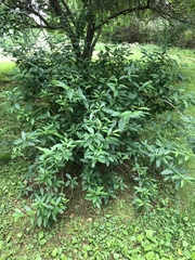 Forsythia × intermedia