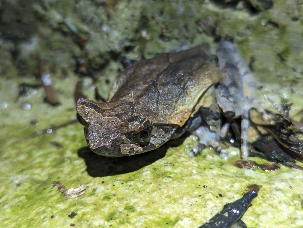 Huaping Horned Toad