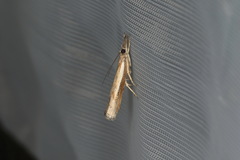 Ptochostola microphaeellus