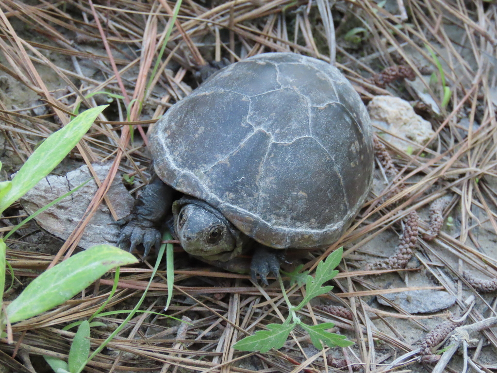 Eastern Mud Turtle from Jones County, NC, USA on May 29, 2024 at 06:34 ...