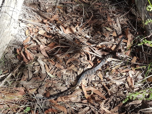 Stephens' Banded Snake sighting