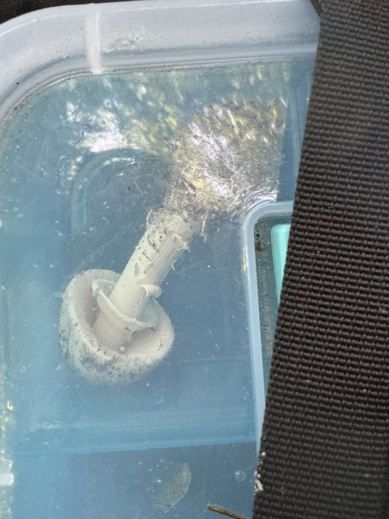 amanita mushrooms from Airport Rd, Ormond Beach, FL, US on June 5, 2024