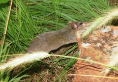 Neotoma floridana