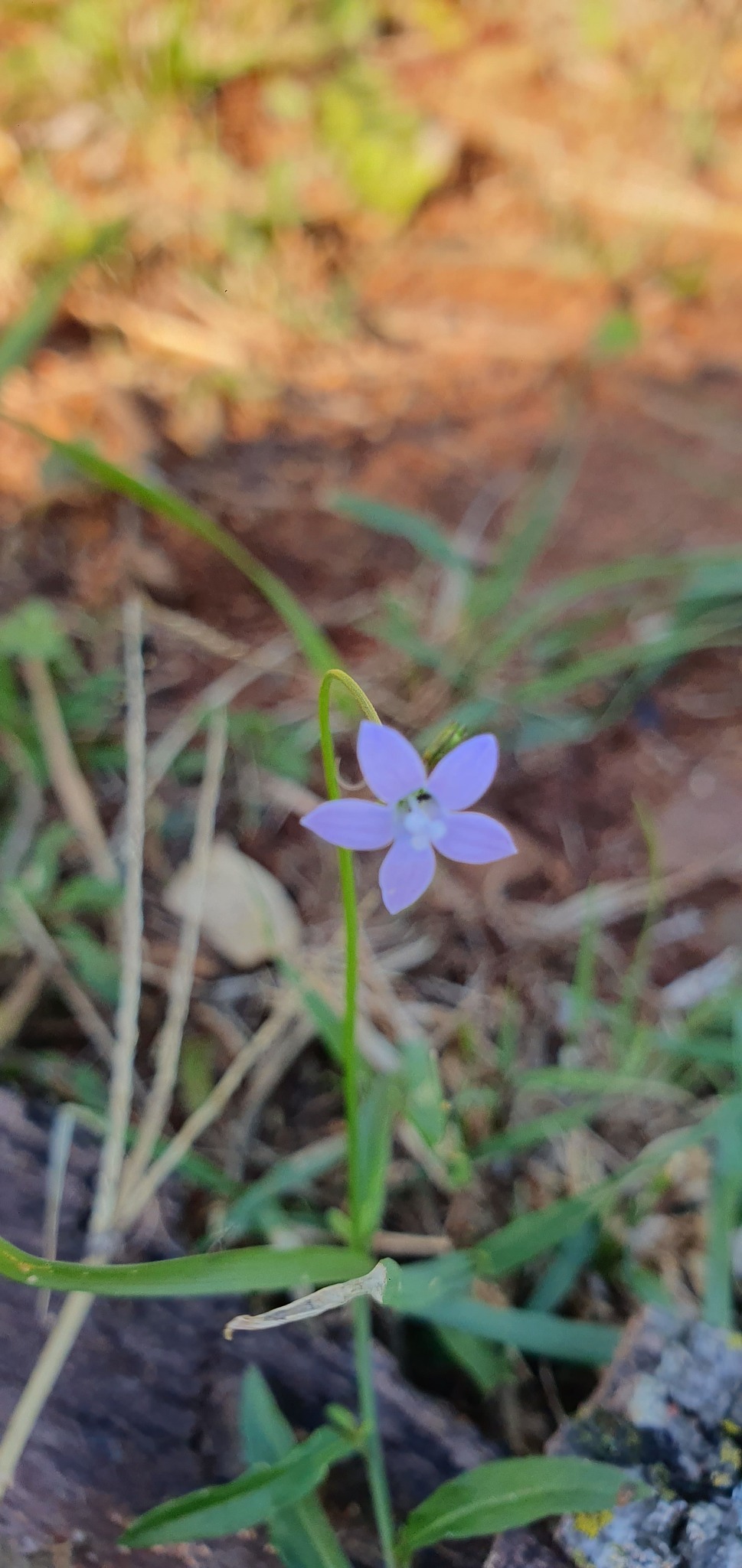 Imagem de Cipó-uva