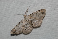 Iridopsis larvaria