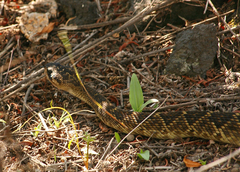Crotalus molossus nigrescens