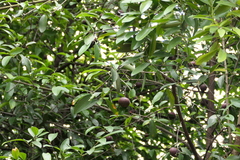 Garcinia indica, photograph (c) Dinesh Valke, some rights reserved (CC BY-SA)