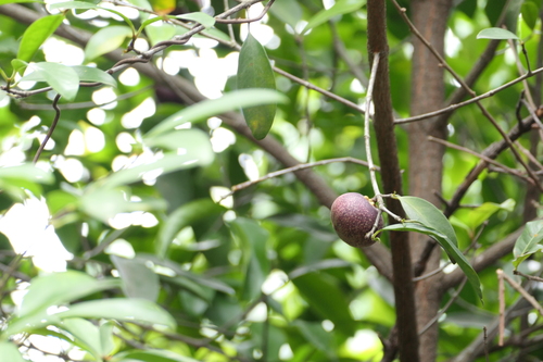 Garcinia indica, photograph 4