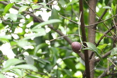 (c) Dinesh Valke, some rights reserved (CC BY-SA) Garcinia indica, photograph (c) Dinesh Valke, some rights reserved (CC BY-SA)