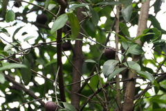 (c) Dinesh Valke, some rights reserved (CC BY-SA) Garcinia indica, photograph (c) Dinesh Valke, some rights reserved (CC BY-SA)