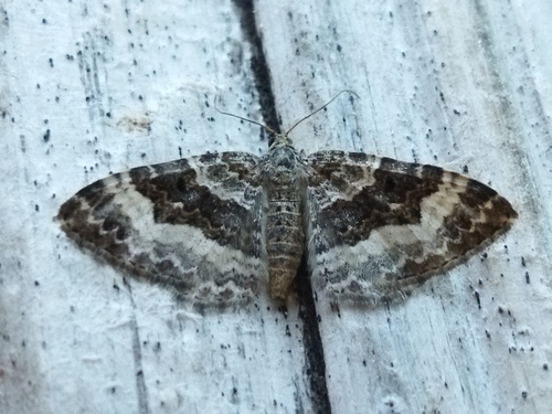 Photo of Common Carpet Moth (Epirrhoe alternata)