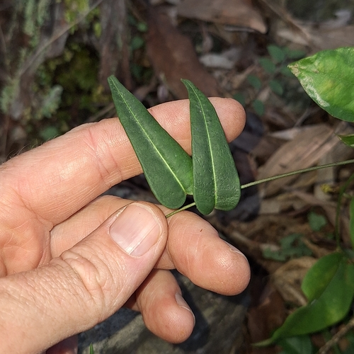 Image of Leichhardtia coronata by (c) Greg Tasney, some rights reserved (CC BY-SA)