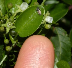 Oxycarenus