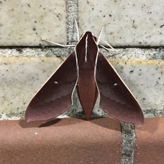 Theretra pallicosta