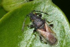 Oxycarenus