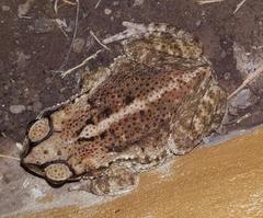 Incilius coccifer