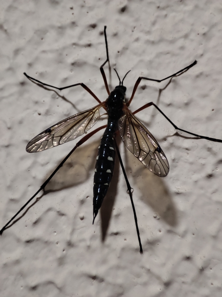 Ctenophora guttata